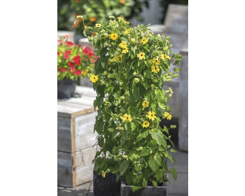 Suzanne aux yeux noirs FloraSelf Thunbergia alata h 90 cm pot Ø 19 cm jaune