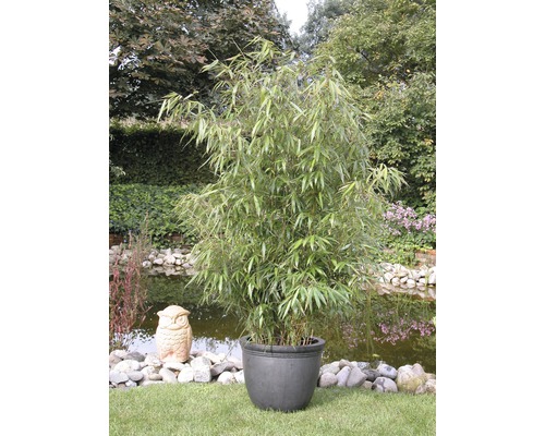 Aufrechter Gartenbambus FloraSelf Fargesia murielae 'Jumbo' H 50-60 Co 6 L Plant de bambou en pot dans le jardin