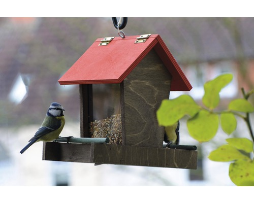 Vogelhaus aus Holz mit Futtermittel und Blaumeise