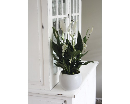 Spathiphyllum en pot sur une armoire