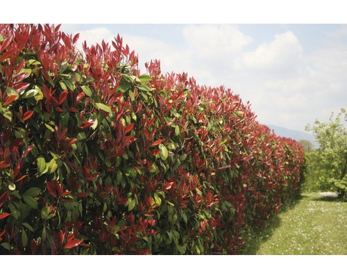 Glanzmispel FloraSelf Photinia fraseri 'Red Robin' H 125-150 cm Co