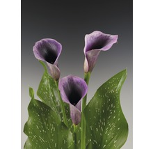 Drei lila Zantedeschia Blumen mit grünen Blättern