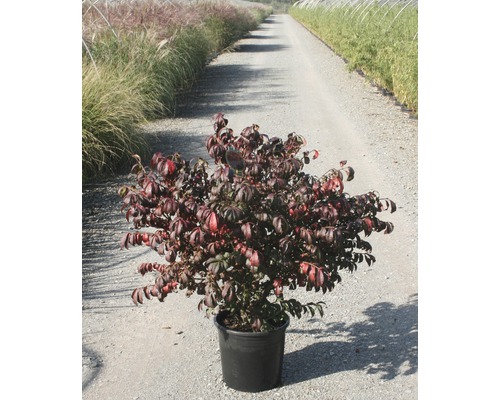 Brennender Busch im Topf für den Garten