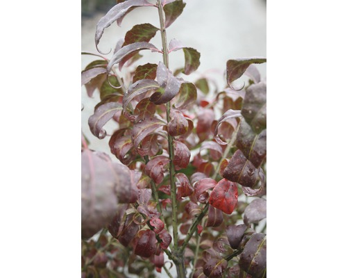 Blätter einer Korkenzieherhasel