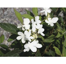 Japanischer Schneeball FloraSelf Viburnum plicatum 'Summer Snowflake' 30/40cm Co 5L
