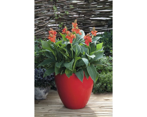 Canna fleurissant dans un pot de fleurs à l''extérieur