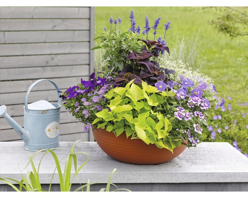 Arrangement floral dans un pot avec arrosoir