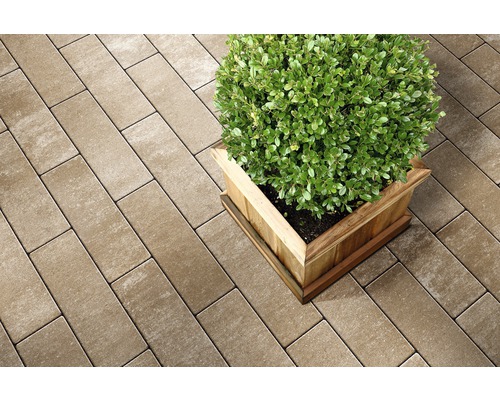 Pavés et plante en pot