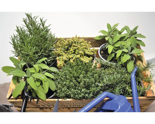 Caisse avec différentes herbes aromatiques telles que le romarin, la sauge et le thym.