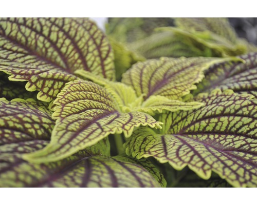 Gros plan d''un plant de coléus à feuilles à motifs
