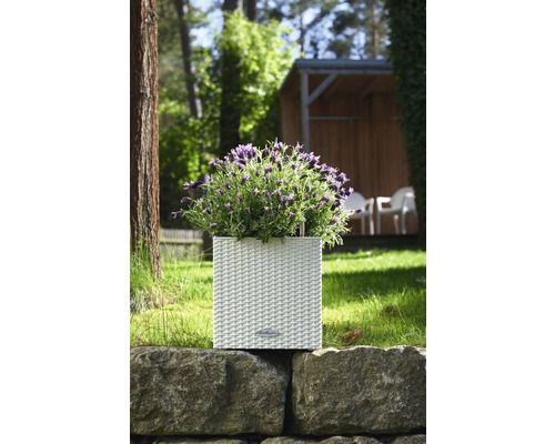 Jardinière avec lavande sur un mur de pierre dans le jardin