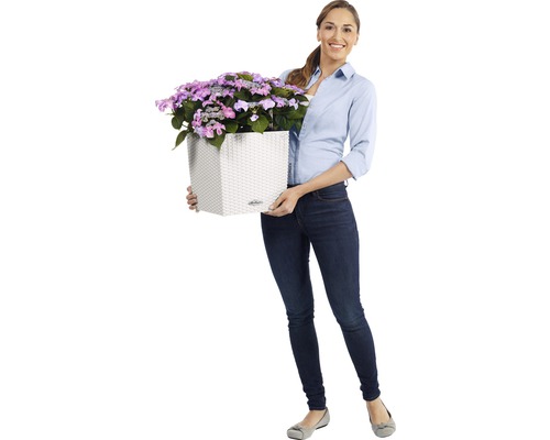 Femme tenant un pot de fleurs carré avec des hortensias violets