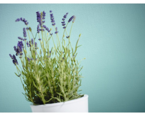 Lavendel im Topf