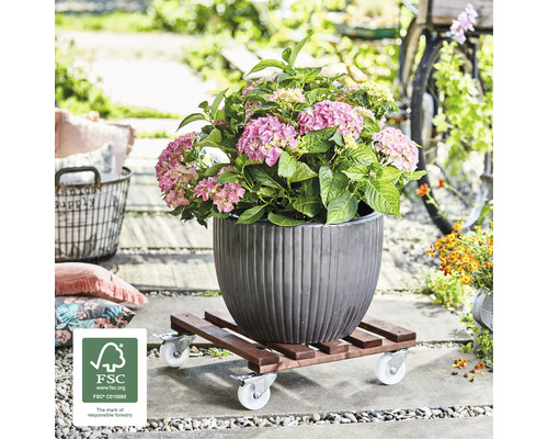 Hortensie im Topf auf Pflanzenroller mit Rollen im Aussenbereich