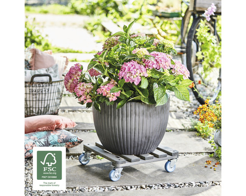 Hortensie in einem Topf auf einem Pflanzenroller im Aussenbereich