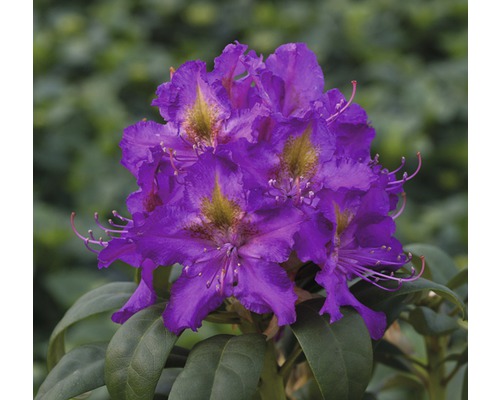Rhododendron à grosses fleurs FloraSelf® Rhododendron Hybride 'Violet' H 20-30 cm