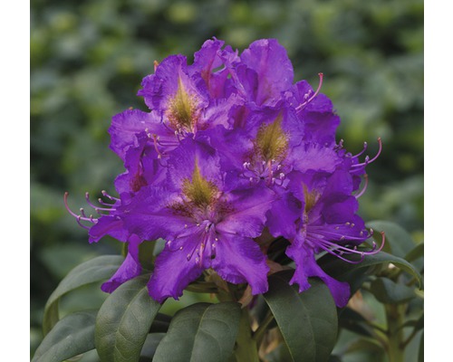 Rhododendron à grosses fleurs FloraSelf® Rhododendron Hybride 'Violet' H 20-30 cm Fleur d''un rhododendron violet dans le jardin