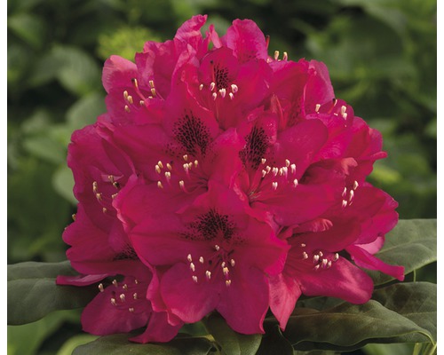 Großblumige Alpenrose FloraSelf® Rhododendron Hybride 'Rot' H 20-30 cm