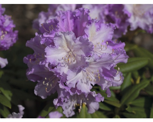 Großblumige Alpenrose FloraSelf® Rhododendron Hybride 'Rosa' H 20-30 cm