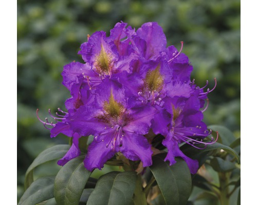 Grossblumige Alpenrose lila FloraSelf Rhododendron Hybride Co 5 L Liebhaber-Sorten