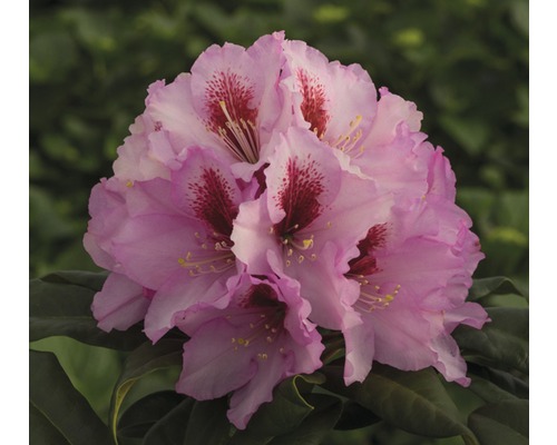 Grossblumige Alpenrose rosa FloraSelf Rhododendron Hybride Co 5 L Liebhaber-Sorten