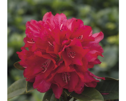 Grossblumige Alpenrose rot FloraSelf Rhododendron Hybride Co 5 L Liebhaber-Sorten