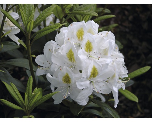 Grossblumige Alpenrose weiss FloraSelf Rhododendron Hybride Co 5 L Liebhaber-Sorten