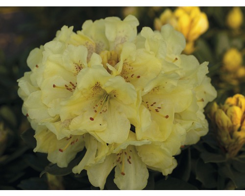 Rose des alpes FloraSelf® Rhododendron Hybride, 'jaune', H 40-50 cm