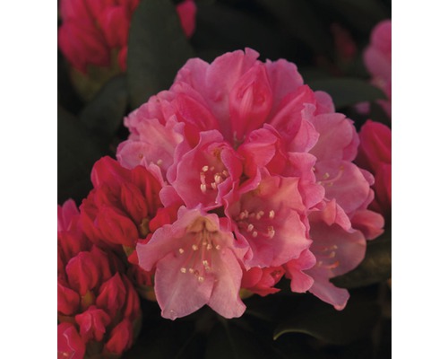 Rhododendron en forme de boule FloraSelf® Rhododendron yakushimanum, 'rouge', H 20-30 cm
