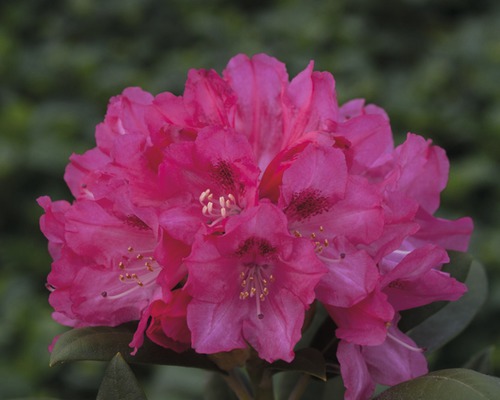 Rhododendron en forme de boule FloraSelf® Rhododendron yakushimanum, 'rose', H 20-30 cm