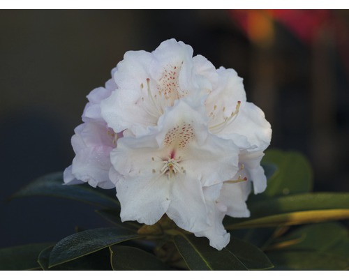 Ballrhododendron FloraSelf® Rhododendron yakushimanum 'Weiß'
