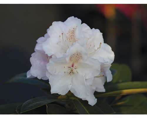 Rhododendron en forme de boule FloraSelf® Rhododendron yakushimanum,'blanc' Gros plan d''une fleur de rhododendron