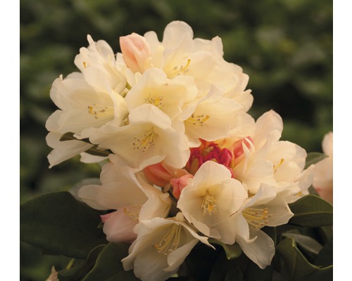 Ballrhododendron FloraSelf® Rhododendron yakushimanum 'Hellgelb'