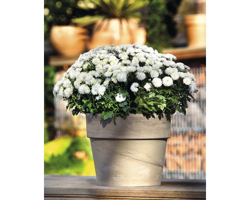 Pot de chrysanthèmes blancs pour l''extérieur