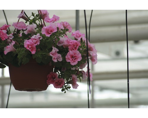 Pétunias retombants dans un pot