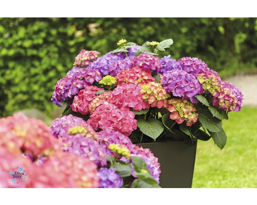Hortensias dans un bac à plantes dans le jardin