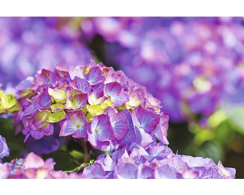 Gros plan d''une fleur d''hortensia