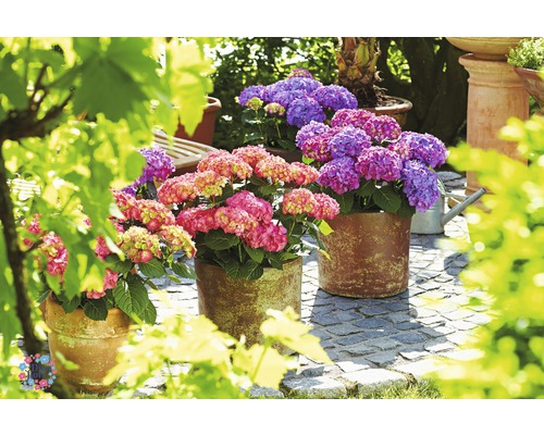 Trois hortensias en pot sur une terrasse