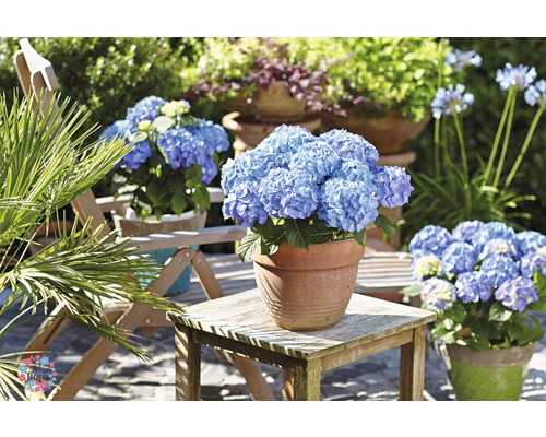 Hortensias en pot dans le jardin sur une table
