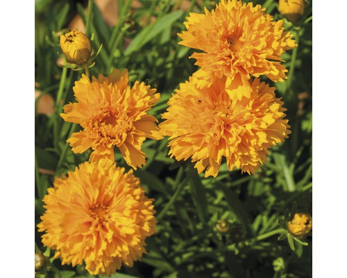 Goldmarie Blüten im Garten
