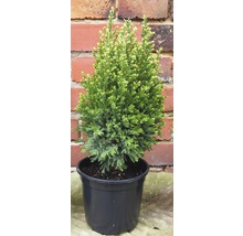 Cyprès en pot pour l''extérieur