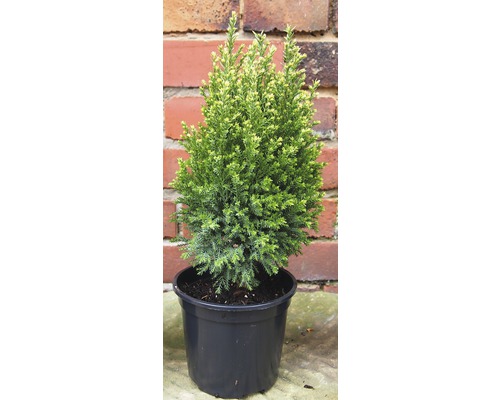 Cyprès en pot pour l''extérieur