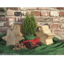 Décoration avec cyprès, étoiles en bois, pommes de pin et noix devant un mur de briques