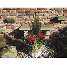 Panier avec plantes ornementales devant un banc en pierre et un mur en briques