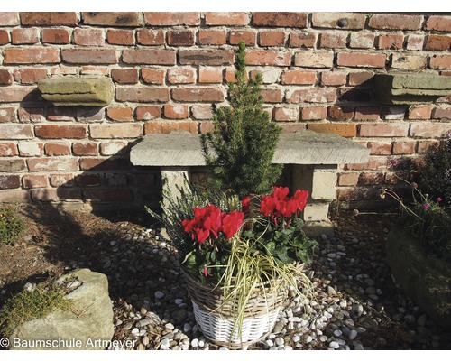 Panier avec plantes ornementales devant un banc en pierre et un mur en briques