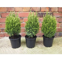 Trois plantes en pot Thuja sur une table devant un mur de briques