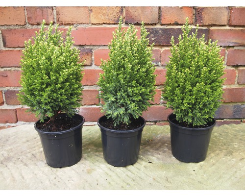Trois plantes en pot Thuja sur une table devant un mur de briques