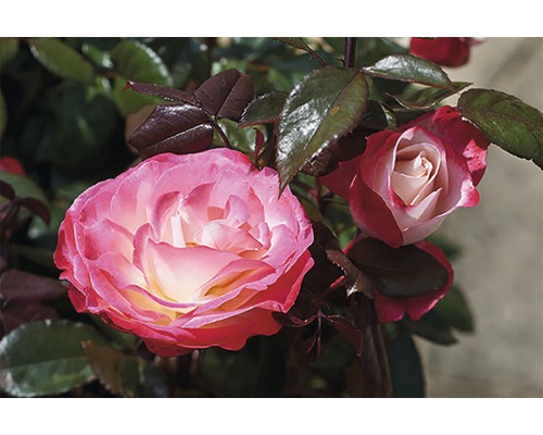 Rose 'Nostalgie' H 60 cm rose