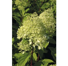 Hortensia paniculé avec inflorescences et feuilles vertes