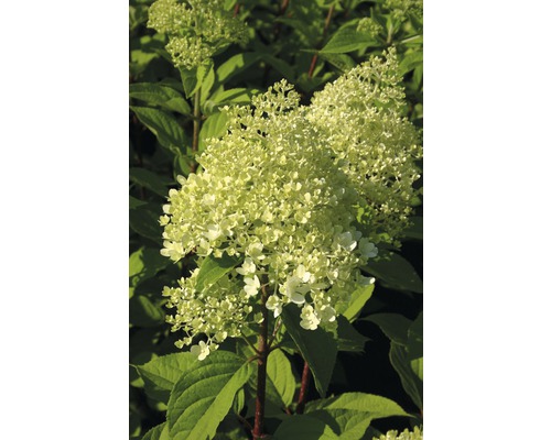 Rispenhortensie mit Blütenständen und grünen Blättern